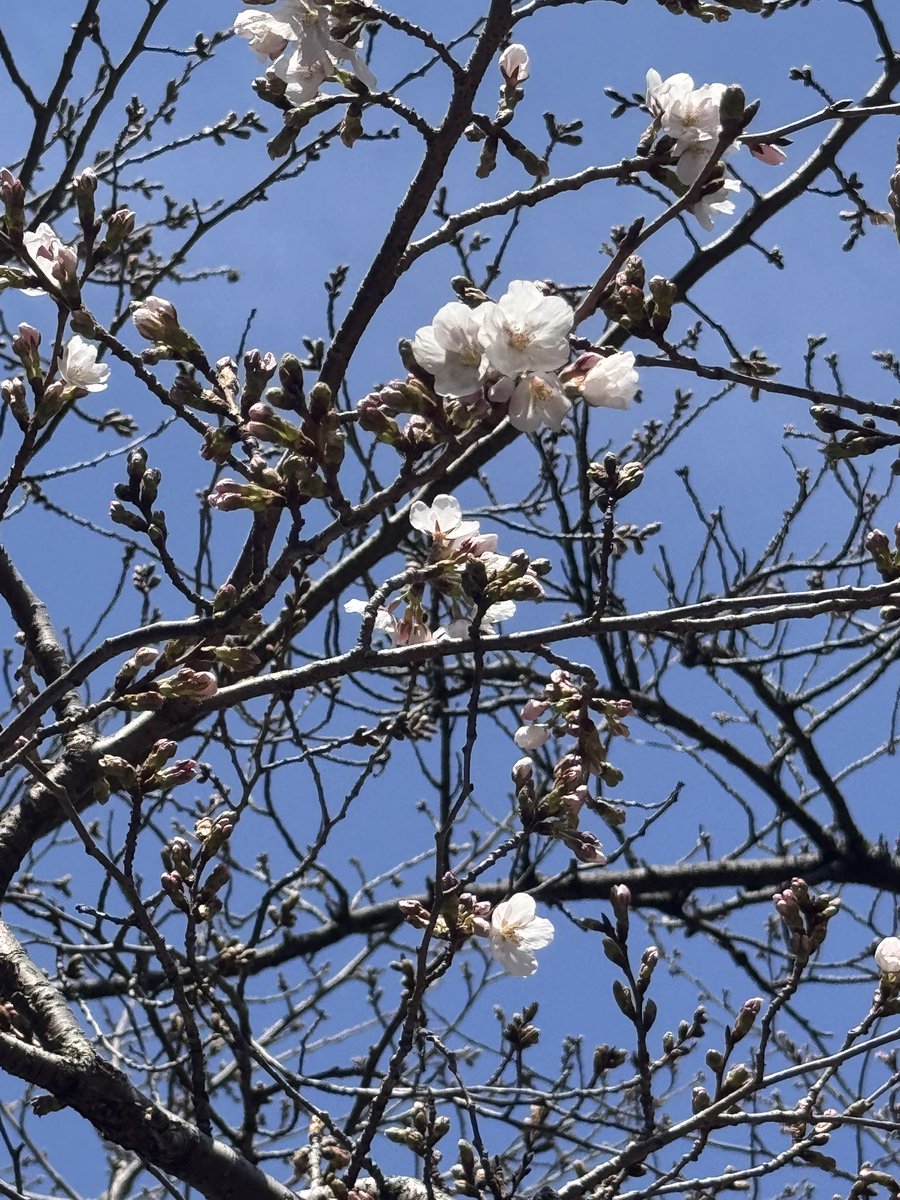 ystomo's tweet photo. そろそろ大阪も開花宣言かな😍🌸 https://t.co/Qb0ymjwqhC