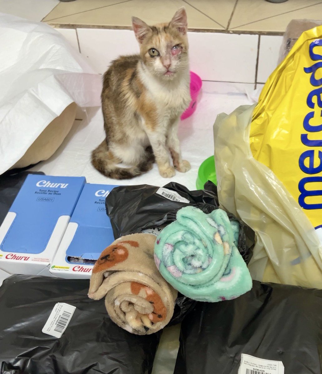 Gatinhos da Di 🐈 Abrigo Davi tweet media