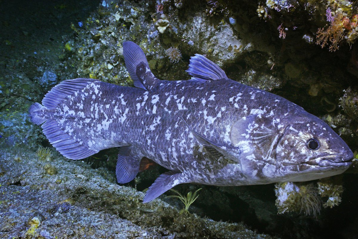 Action Simon tweet media