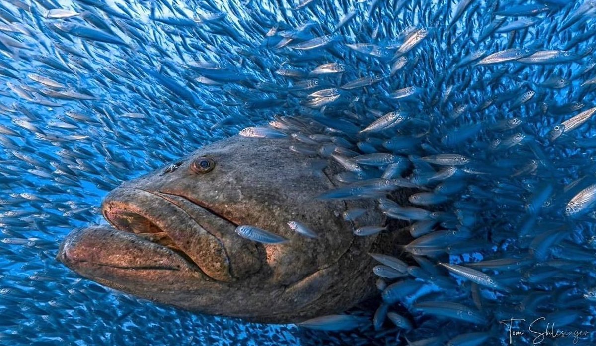 World Ocean Day tweet media