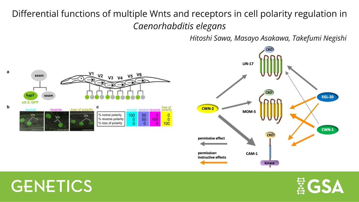In #GENETICS, <a href="/dpyNonunc/">Hitoshi Sawa</a> et al. present a comprehensive mapping of genetic interactions among all #Celegans Wnt and its receptor genes, identifying how these interactions regulate the polarity of asymmetrically dividing stem cells. buff.ly/WIUus96