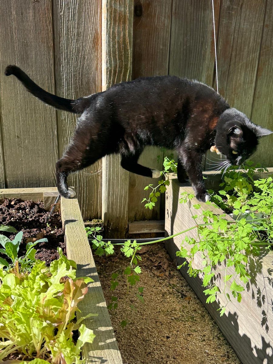 Harriet the Spy tweet media