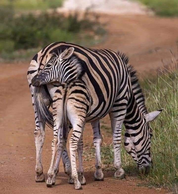 AYOMIPOSI 👑 tweet media