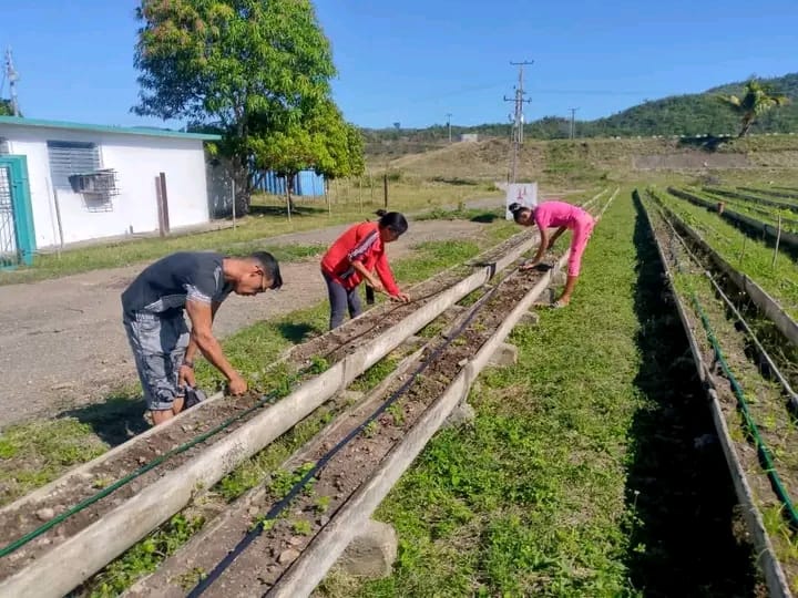 #SiempreSantiago
#SantiagoDeCuba
La Primera Infancia cumpliendo con la producción en el Polo productivo La República.