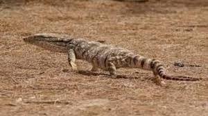 سلطان ولد سيناء Sultan tweet media