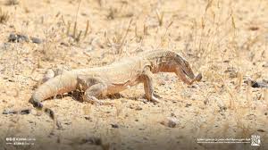 سلطان ولد سيناء Sultan tweet media