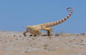 سلطان ولد سيناء Sultan tweet media