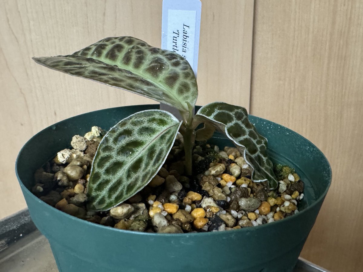 tantan𓆗 tweet media