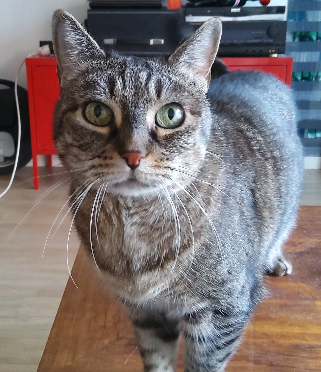 Don Grizzly Modeste tweet media