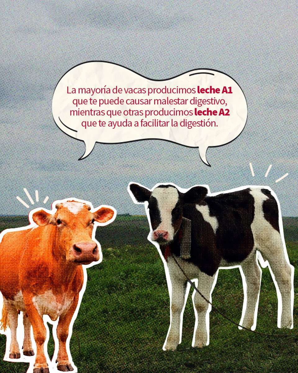 UDLA_Investiga's tweet photo. Una investigación liderada por la UDLA analiza la proteína beta-caseína (A1 y A2) en la leche y su posible relación con la digestión.
Además, desde nuestros laboratorios brindamos el servicio de análisis para su ganado.
#InvestigaciónUDLA #LecheA2 https://t.co/lVkzCxv9YZ