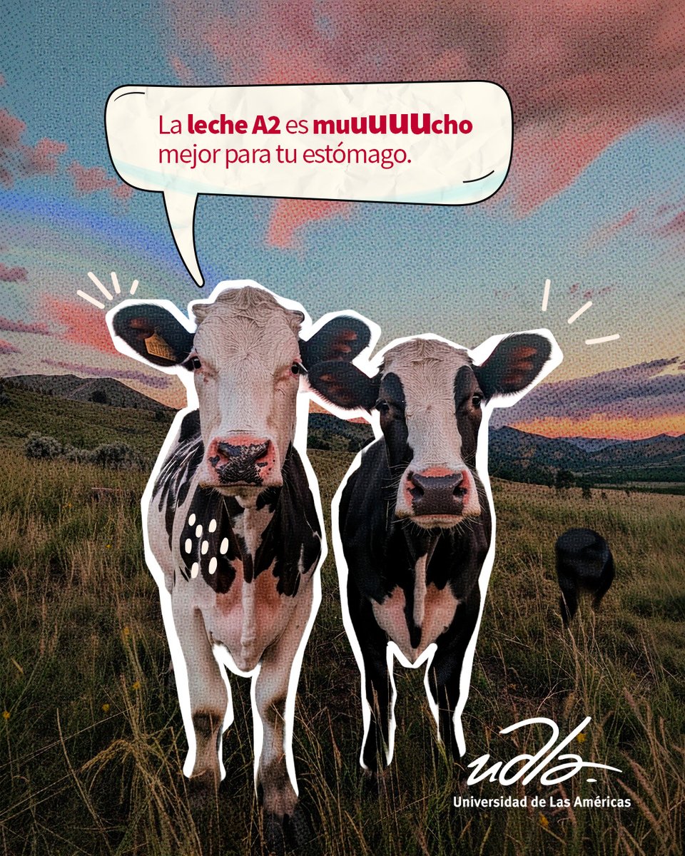 UDLA_Investiga's tweet photo. Una investigación liderada por la UDLA analiza la proteína beta-caseína (A1 y A2) en la leche y su posible relación con la digestión.
Además, desde nuestros laboratorios brindamos el servicio de análisis para su ganado.
#InvestigaciónUDLA #LecheA2 https://t.co/lVkzCxv9YZ
