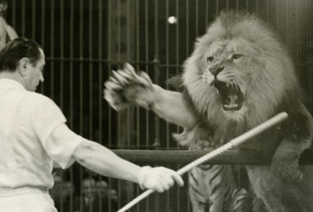 Caterina De Muri 🪆 #StopGazaHolocaust 🦦 tweet media