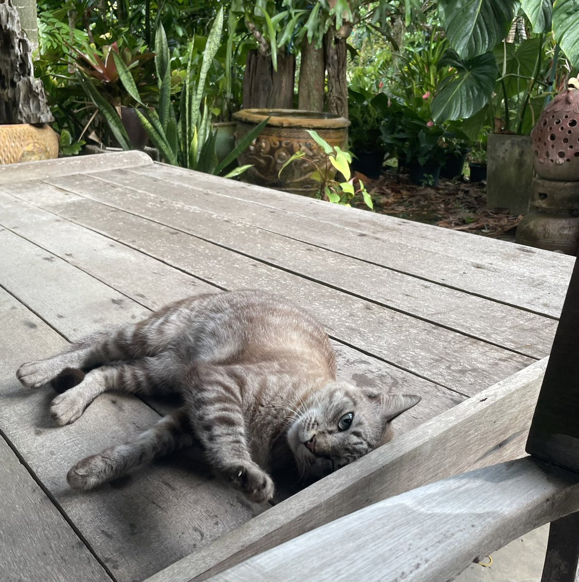 frances, tweet media