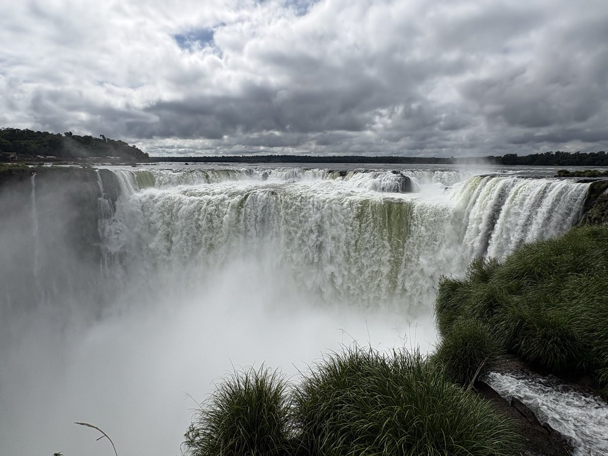 Феерическое тюленеводство tweet media