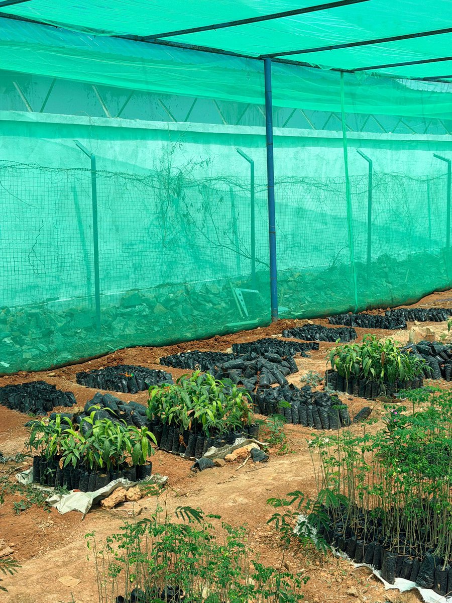 newwaysorg's tweet photo. In Afgoi and Baidoa, women are leading the charge for a greener future. Through New Ways-led planting trees in community nursery greenhouses, we’re merging gender-transformative leadership with smart water practices to restore the Shabelle River’s rich ecosystem.

#WomeninClimate https://t.co/g6nlYrfDew