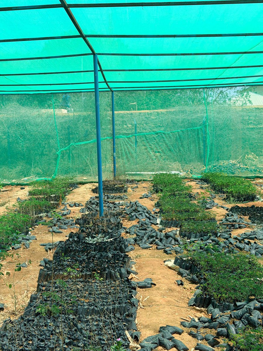 newwaysorg's tweet photo. In Afgoi and Baidoa, women are leading the charge for a greener future. Through New Ways-led planting trees in community nursery greenhouses, we’re merging gender-transformative leadership with smart water practices to restore the Shabelle River’s rich ecosystem.

#WomeninClimate https://t.co/g6nlYrfDew