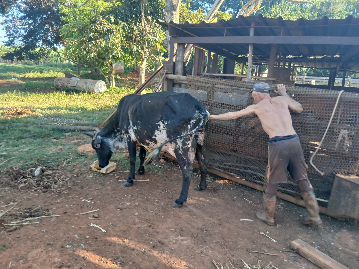 Siguen nuestros campesinos #juntospormaybeque dando todo por la Revolución.<a href="/FelixDuarteOrte/">Félix Duartes Ortega</a> <a href="/anap_cuba/">Asociación Nacional de Agricultores Pequeños</a> #ANAPCuba