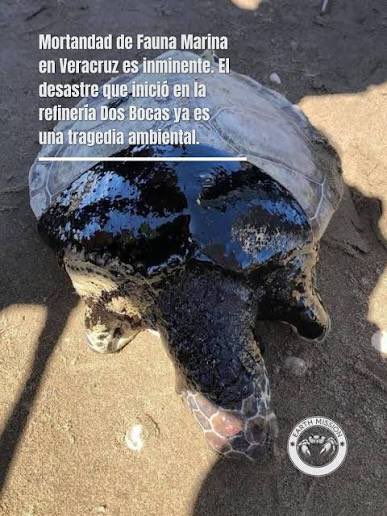 Rey Fifí tweet media