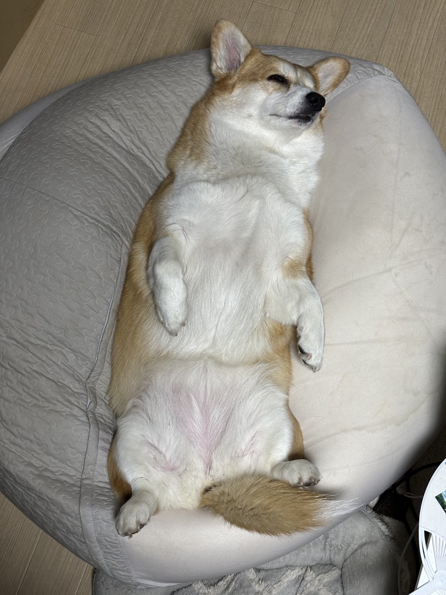 でふ (((((((((っ・▲・)っ🍫 tweet media