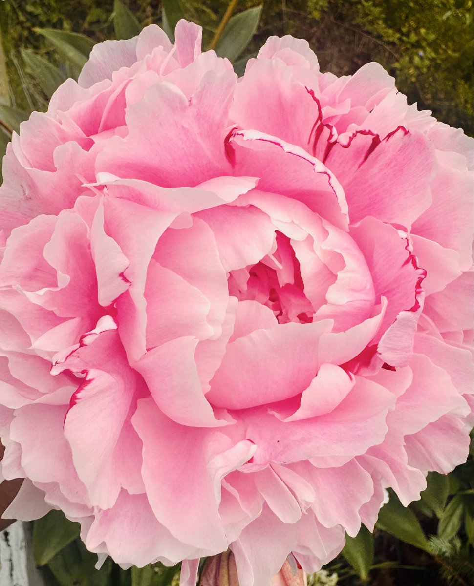 Lesley - FPL ⚽️🎶 tweet media