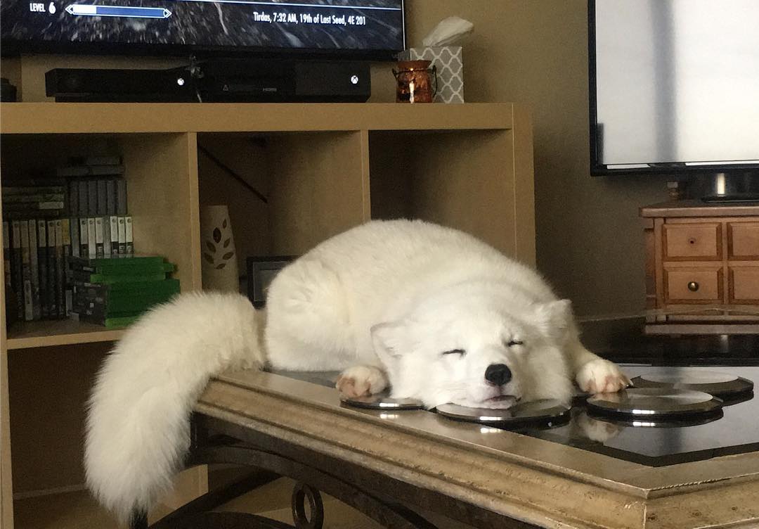 Daily Arctic Fox tweet media