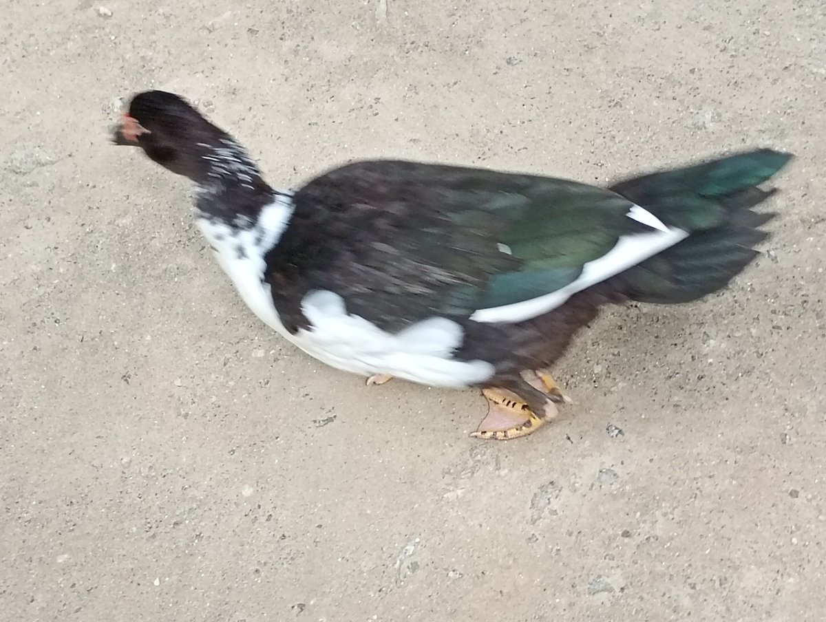 Luiz Fleming ✝️ tweet media