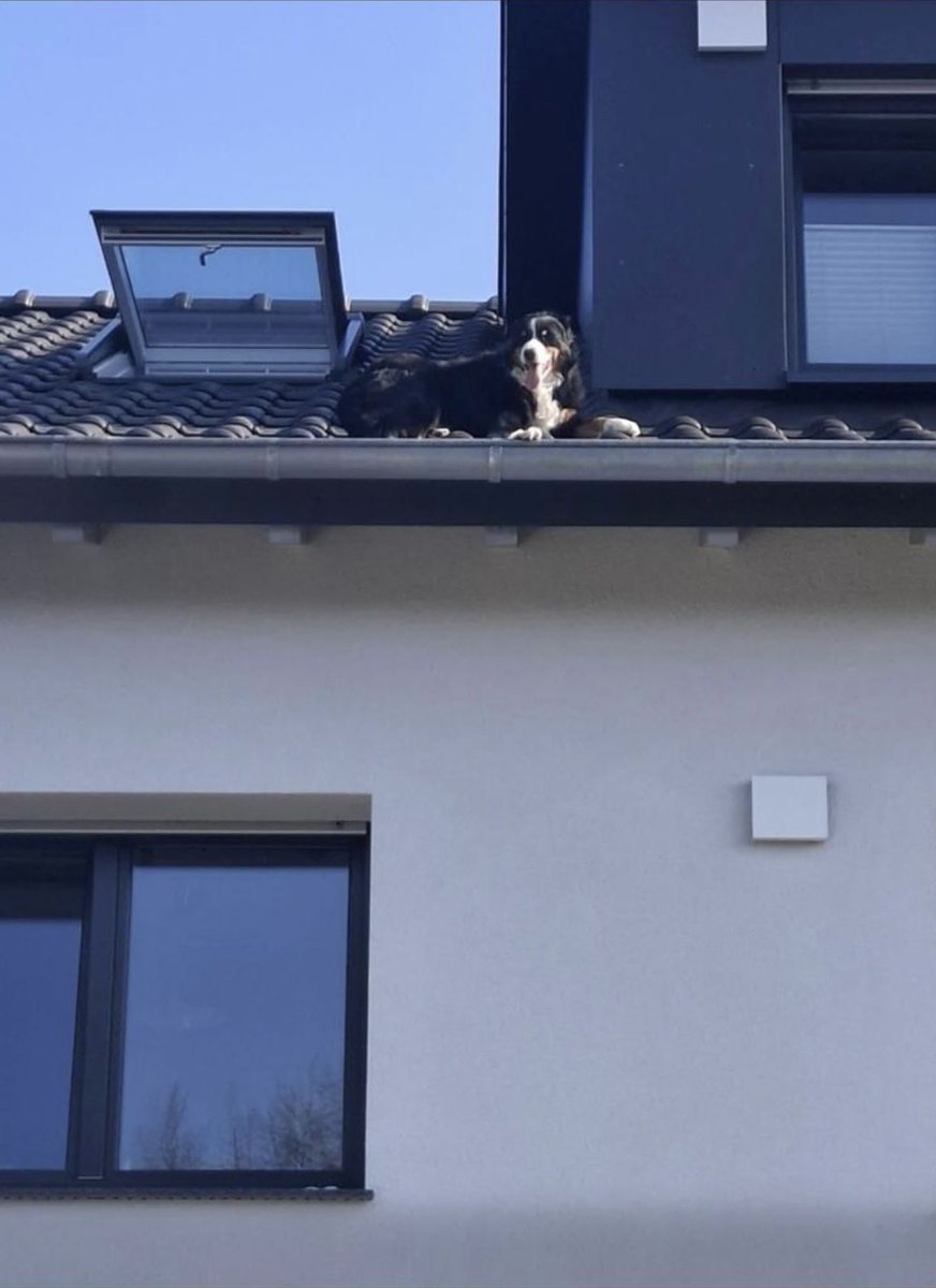 fritzchenpflaumenbaum tweet media