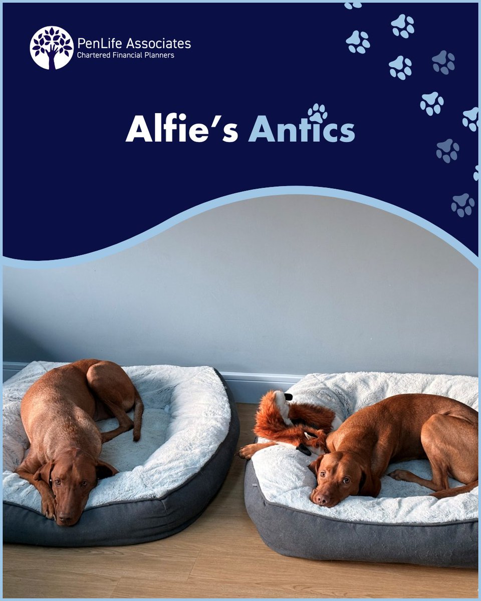 I started last month’s blog ranting about the weather, and I’m going to the exact same thing again. It’s an OUTRAGE!

We have found new ways to entertain ourselves… mainly involving destroying toys and creating chaos for Mum to clean up.

#alfiesantics #officedogs