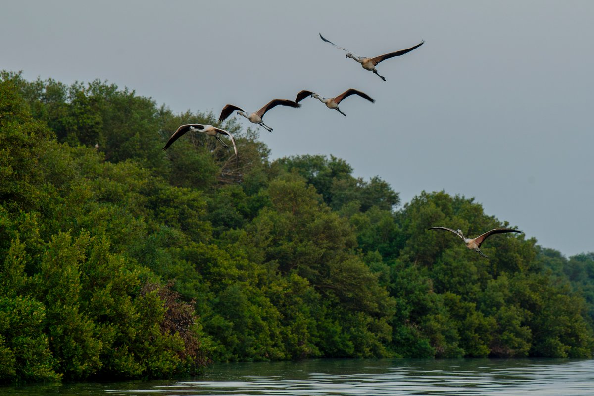 Visit Ajman tweet media