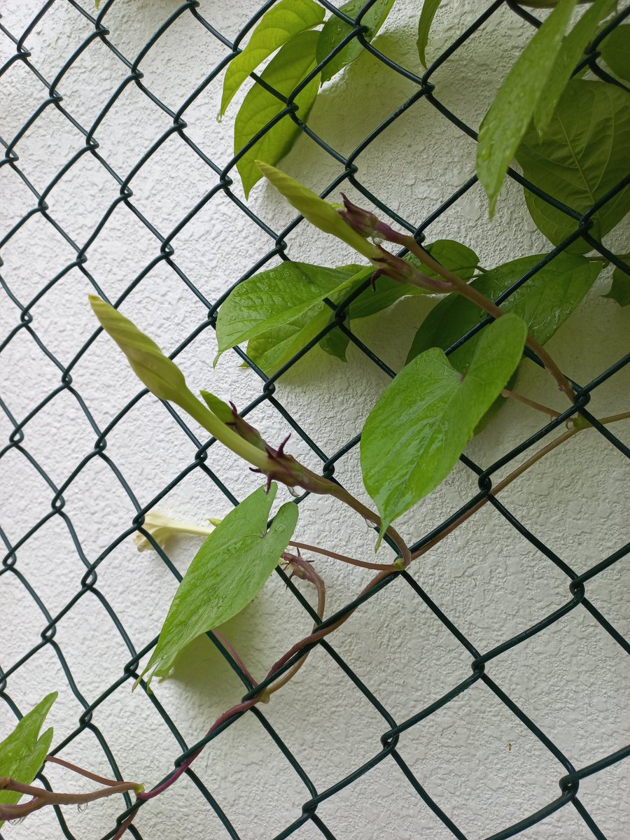 فلاسية 🇦🇪( هاوية للزراعة ومحبة للطبيعة)🇦🇪 tweet media