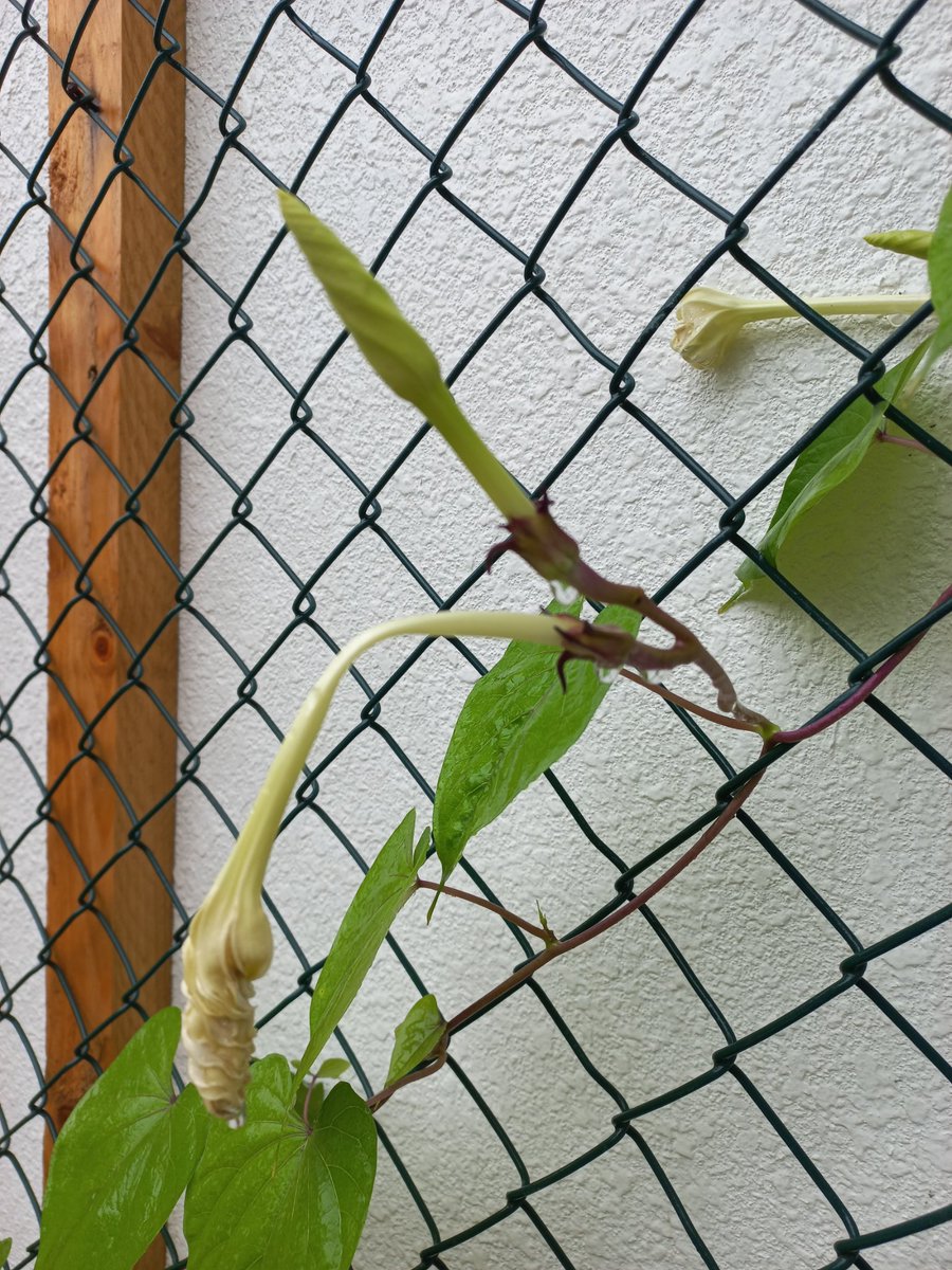 فلاسية 🇦🇪( هاوية للزراعة ومحبة للطبيعة)🇦🇪 tweet media