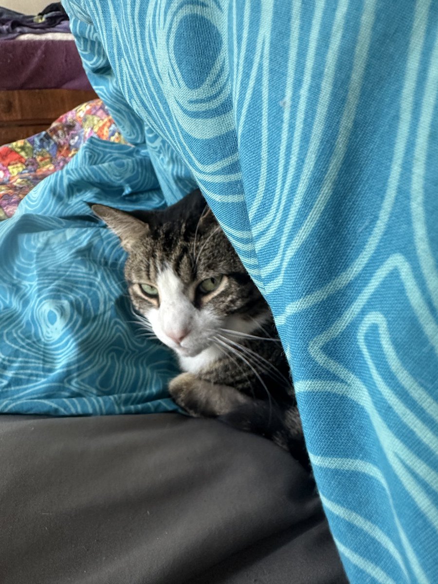Elvis Cat tweet media