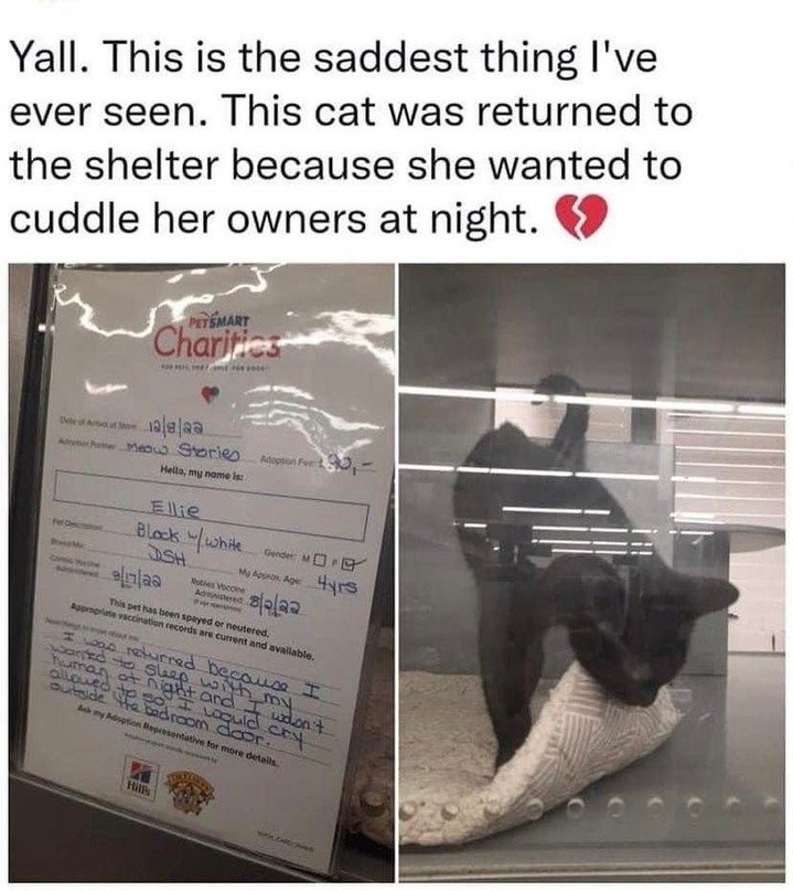 We don't deserve cats 😺 tweet media