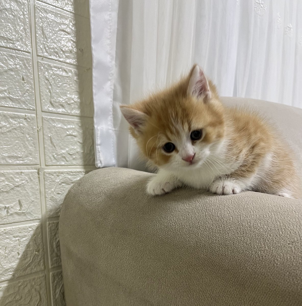 mavibocek1's tweet photo. süt kokan kedi alarmı https://t.co/axmnl57Ts5