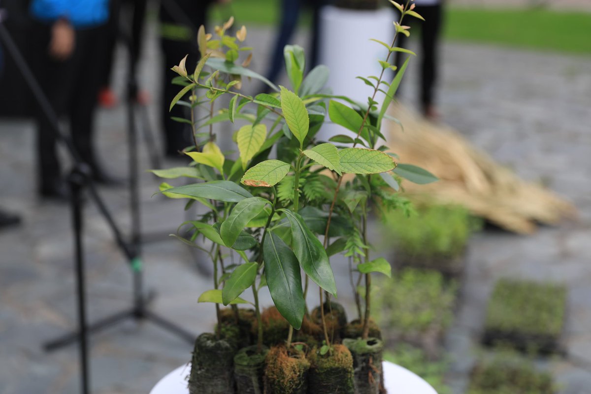 Alfred Ballesteros Alarcón tweet media