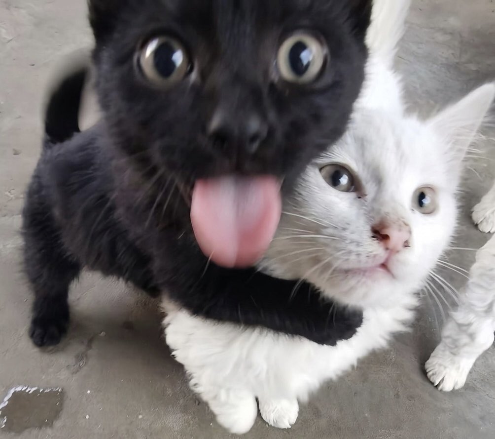 cat memes tweet media