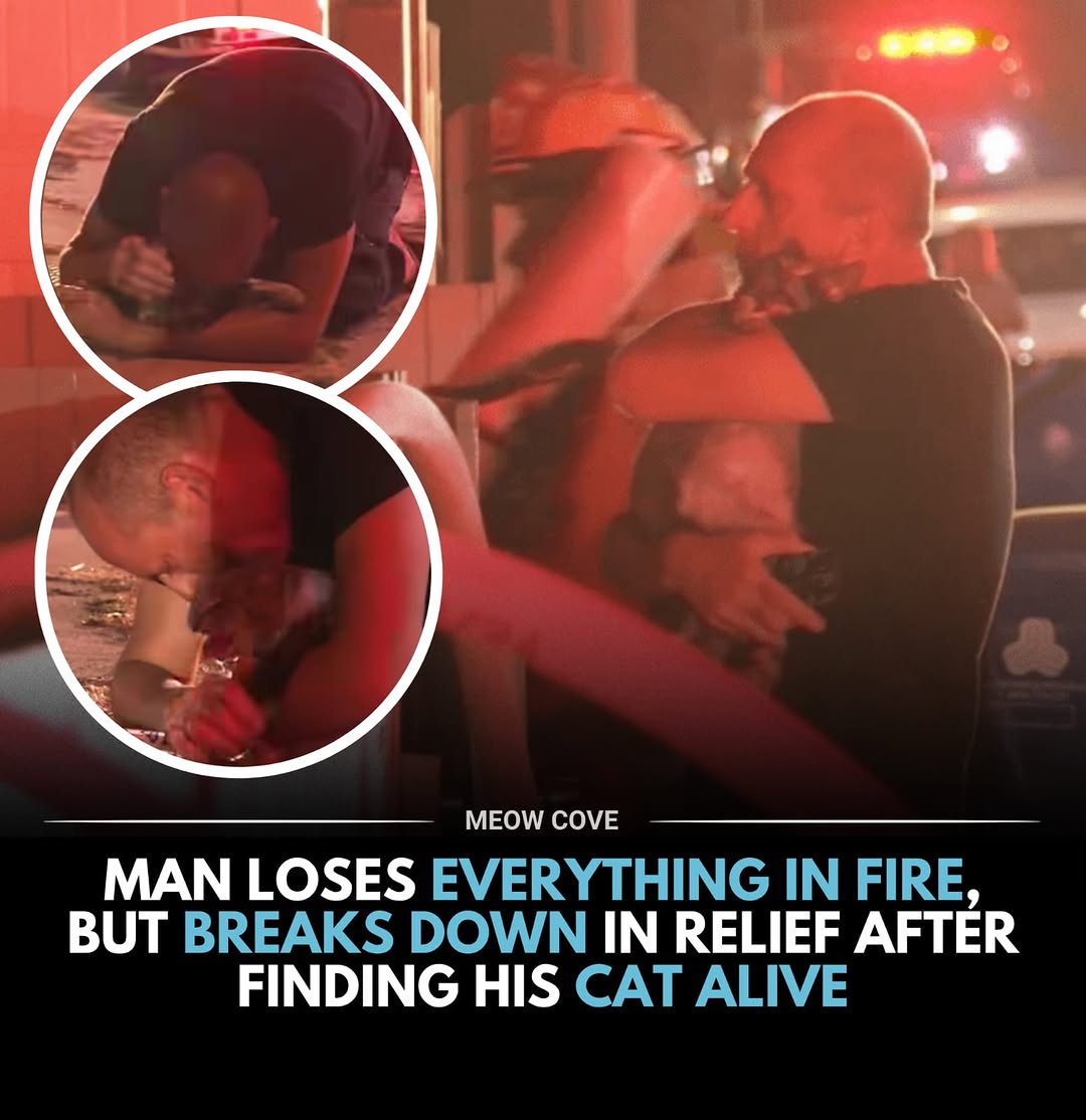 No Cats No Life tweet media