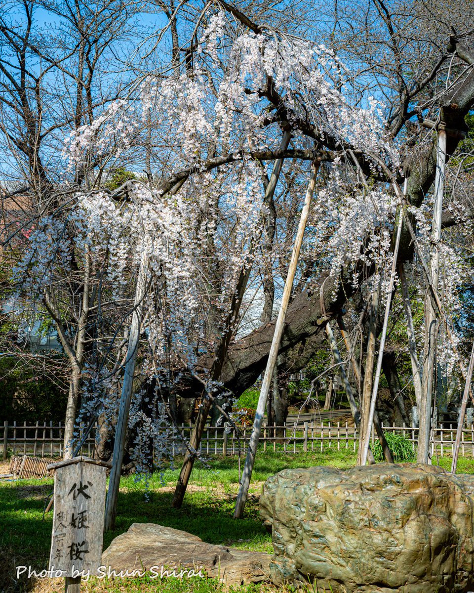 ShunShirai@市川松戸の街かどフォトグラファー✨3/19フジテレビ・サン！シャイン出演✨️ tweet media