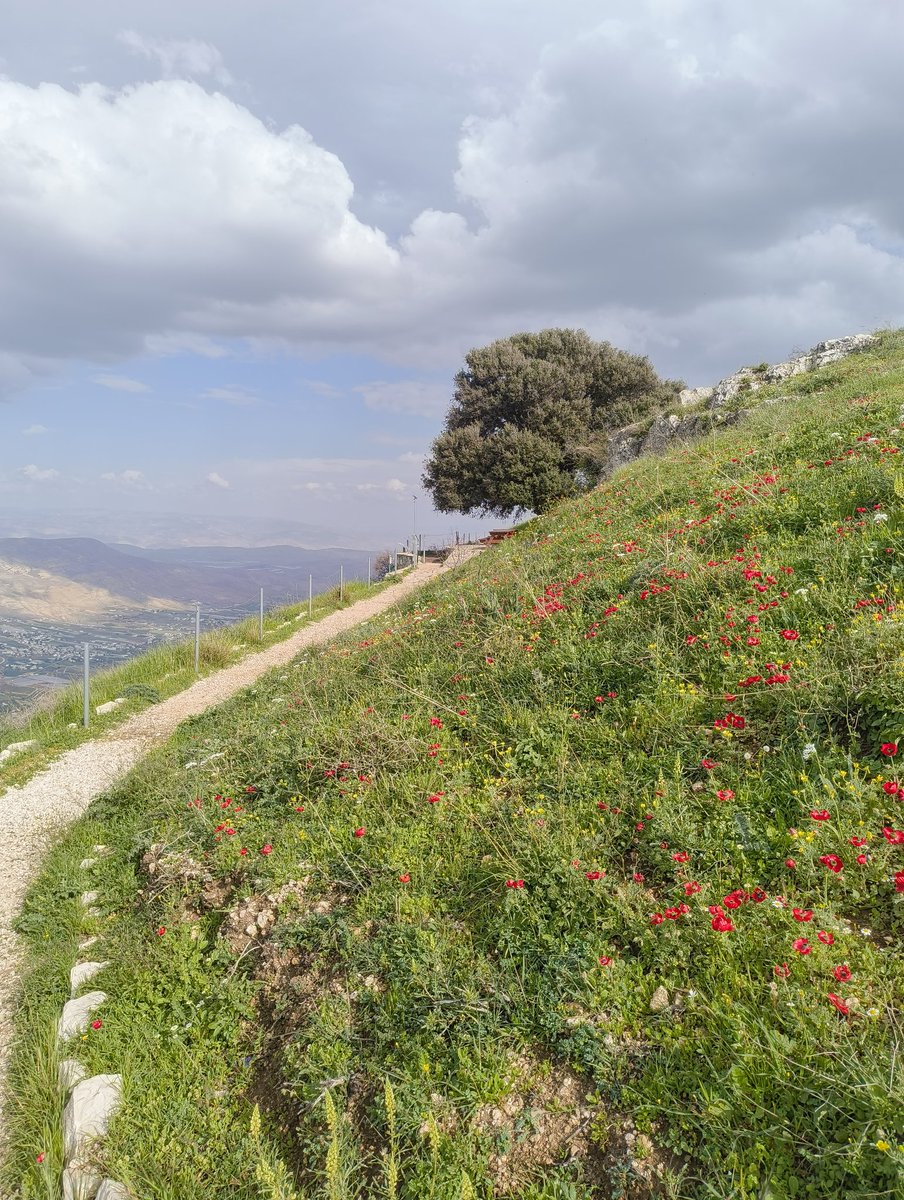 Nimrod Madrer נמרוד מדרר tweet media