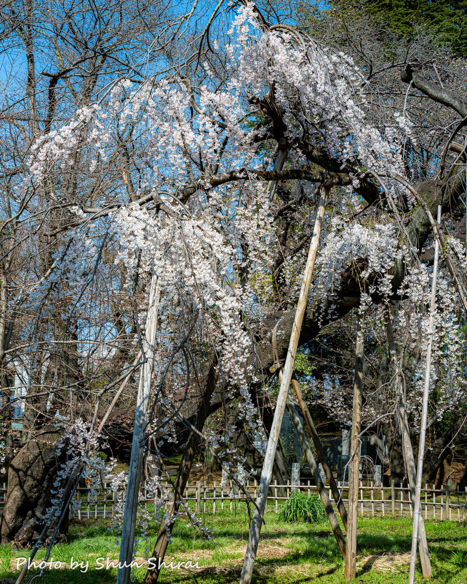 ShunShirai@市川松戸の街かどフォトグラファー✨3/19フジテレビ・サン！シャイン出演✨️ tweet media