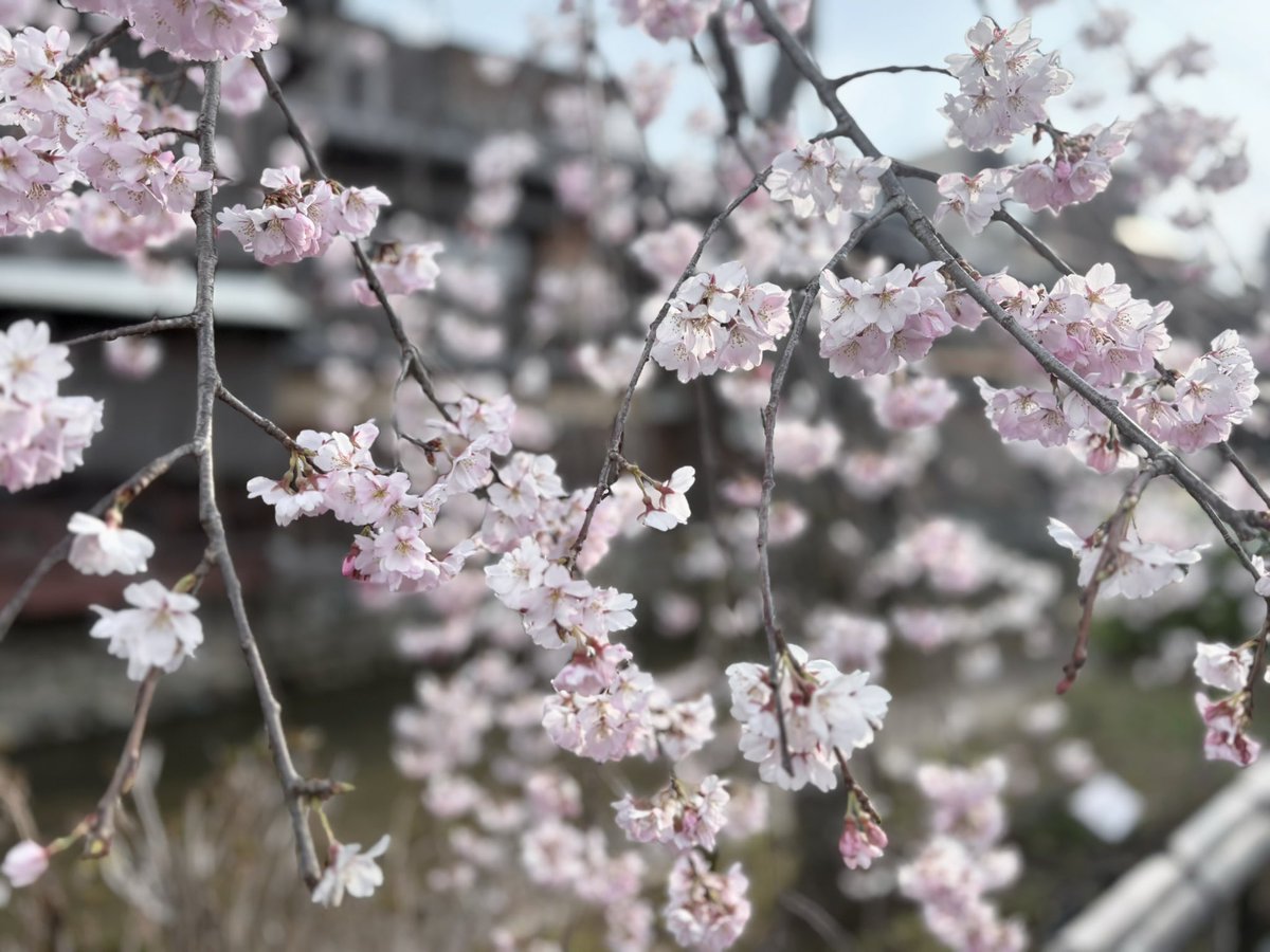 𑣲𝑚 tweet media