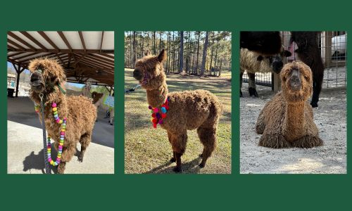 Calhoun Journal tweet media