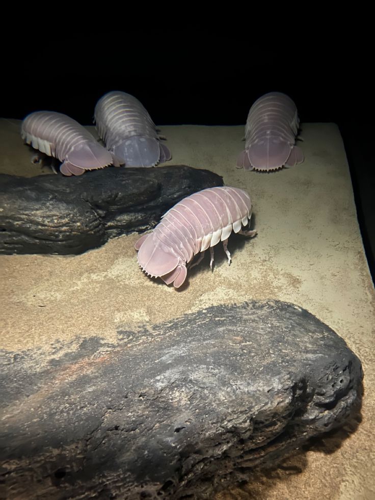 🌧️🐛 io tweet media