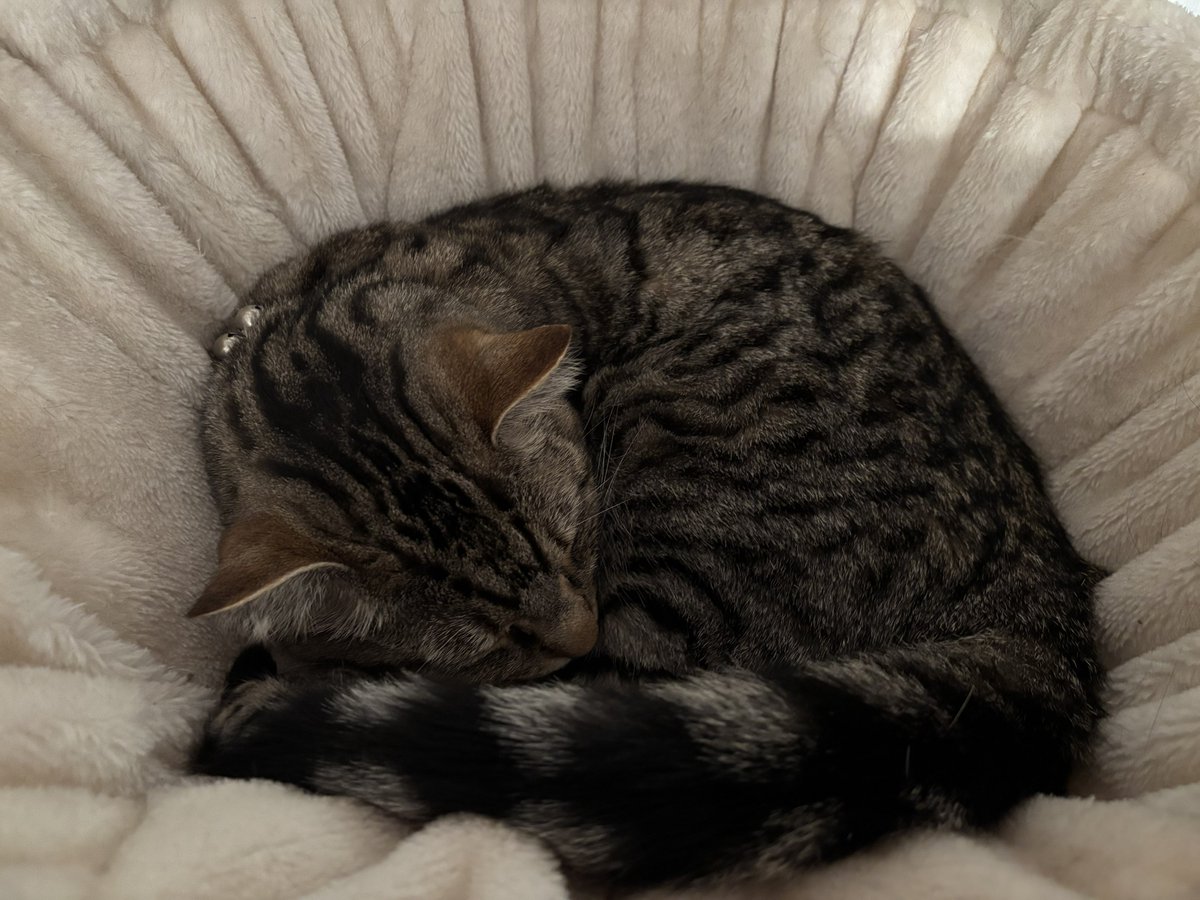 I was having a snooze while mum did Compline for tonight!
#catsontwitter #catsoftwitter #catsonx #catsofx #CatsAreFamily