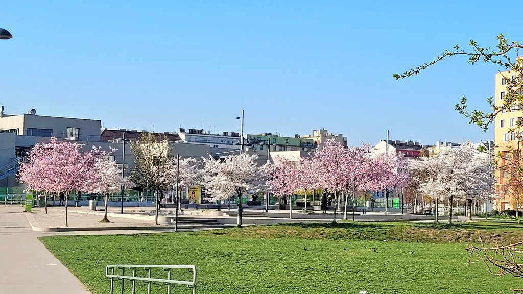 tartannoir's tweet image. Trees in full blossom everywhere
#springhassprung