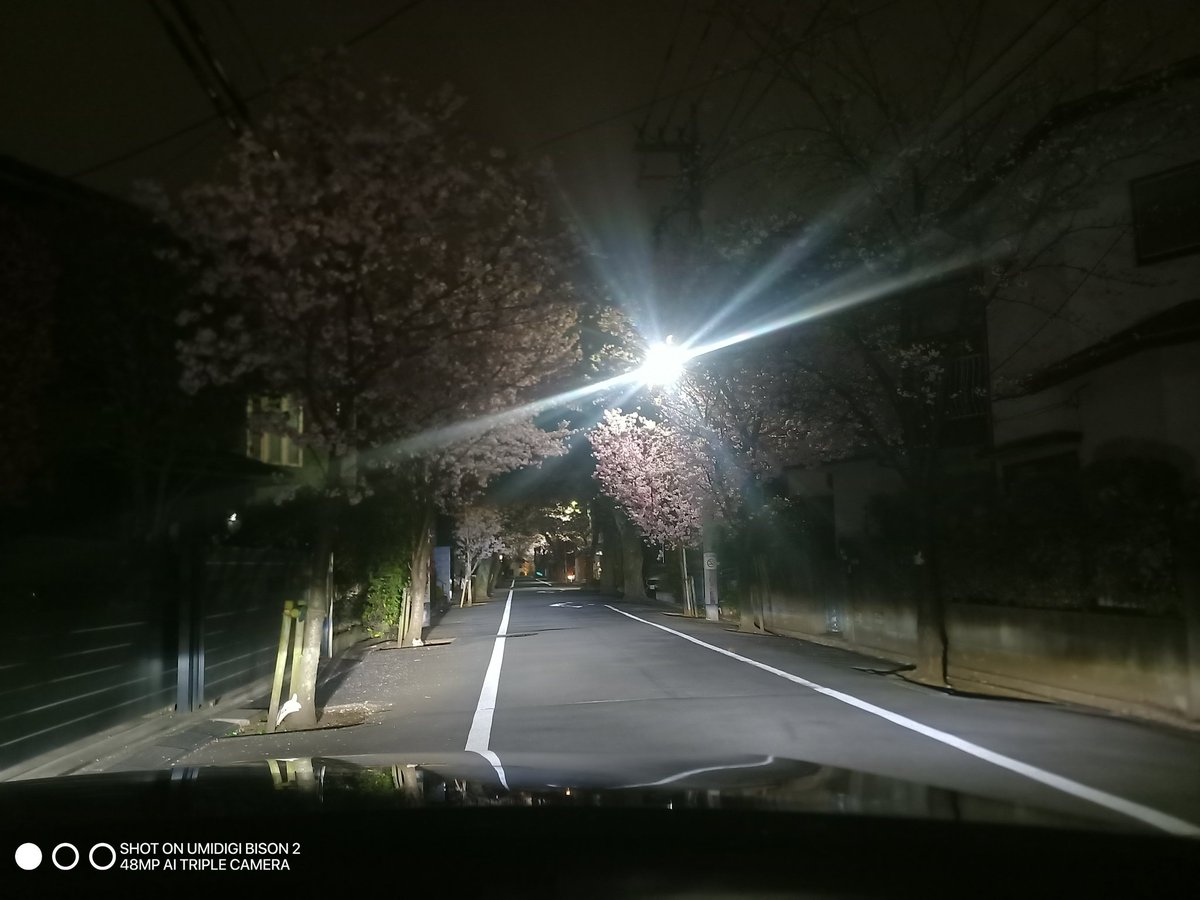 YORUSEN's tweet photo. 上北沢駅付近は、早くも夜だと満開に見えますね〜 https://t.co/bx7jEnSOgi