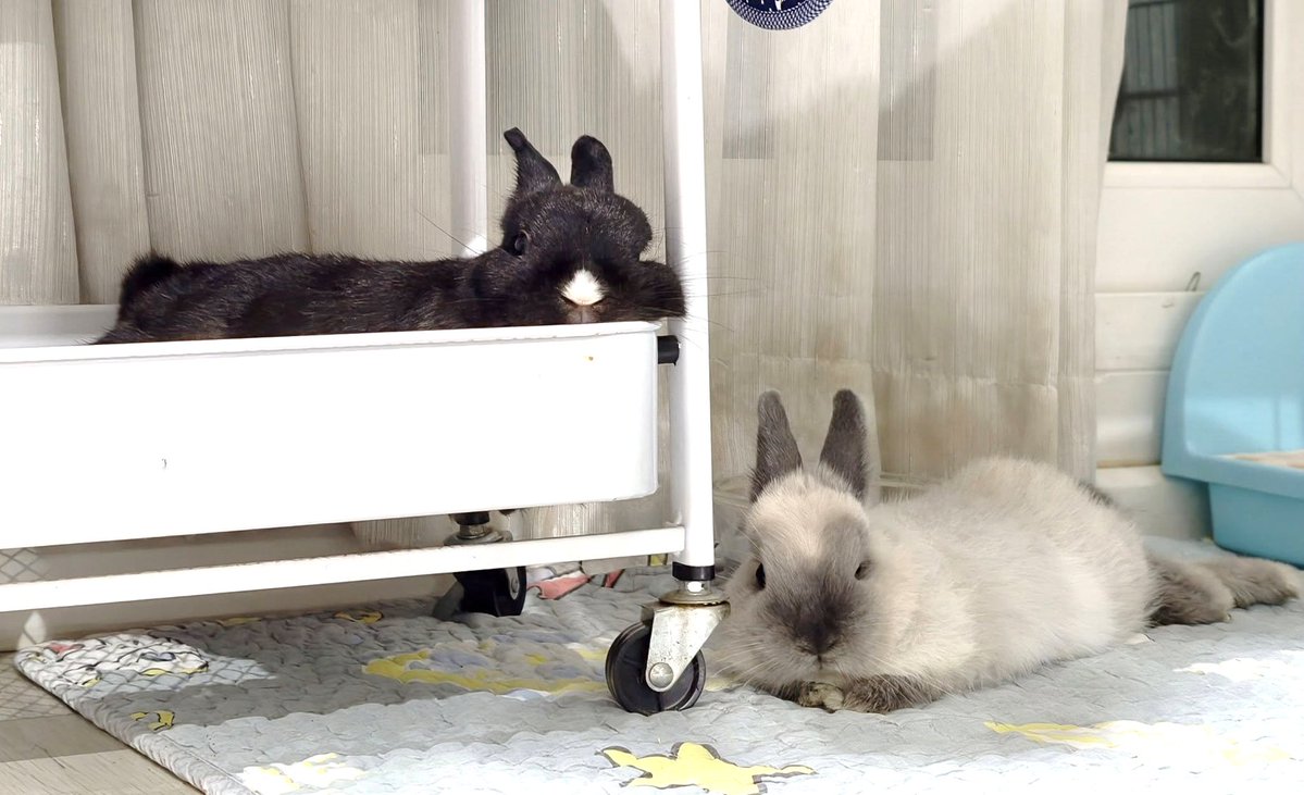 Demiane 🫧🎼 tweet media