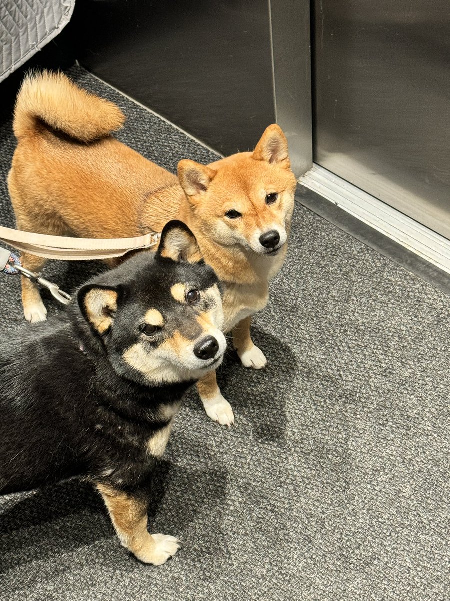 𝙺𝚘𝚝𝚊𝚔𝚊 tweet media