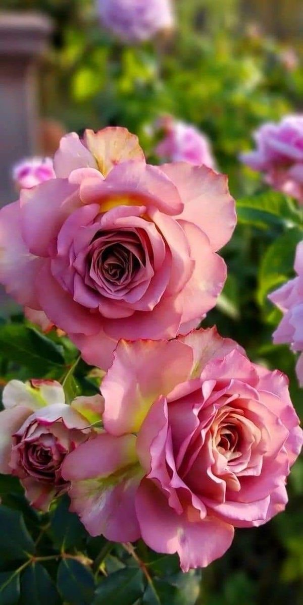 زمهرير امرأة .. tweet media