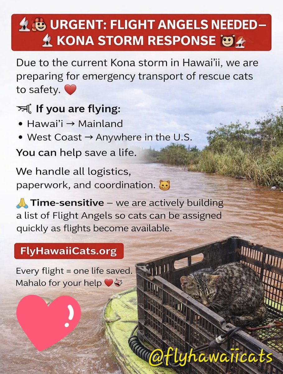 🌻Samson Cat🐱 tweet media